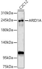 ARID1A Polyclonal Antibody