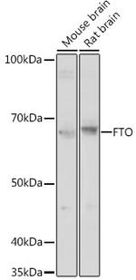 FTO Polyclonal Antibody