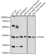 GPR120 Polyclonal Antibody