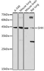 SHH Polyclonal Antibody