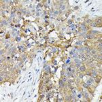 Caspase 4 Antibody in Immunohistochemistry (Paraffin) (IHC (P))