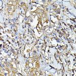 Caspase 4 Polyclonal Antibody