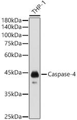 Caspase 4 Antibody in Western Blot (WB)