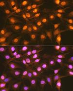 FANCD2 Polyclonal Antibody