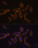 Connexin 50 Antibody in Immunocytochemistry (ICC/IF)