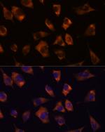 Connexin 50 Polyclonal Antibody