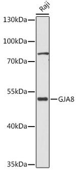 Connexin 50 Antibody in Western Blot (WB)