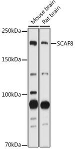 SCAF8 Polyclonal Antibody