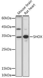 SHOX Antibody in Western Blot (WB)