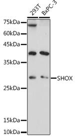 SHOX Antibody in Western Blot (WB)
