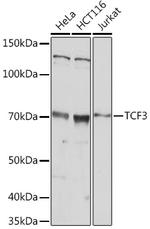 TCF3 Polyclonal Antibody