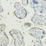 CDw293 Antibody in Immunohistochemistry (Paraffin) (IHC (P))
