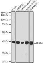 LPAR4 Polyclonal Antibody