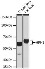 HRH1 Polyclonal Antibody