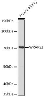 WRAP53 Polyclonal Antibody