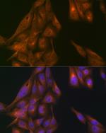 USP11 Polyclonal Antibody