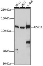 USP11 Antibody in Western Blot (WB)
