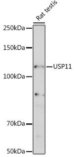 USP11 Antibody in Western Blot (WB)