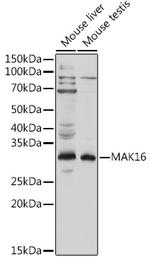 MAK16 Polyclonal Antibody