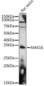 MAK16 Antibody in Western Blot (WB)