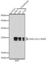 SARS-CoV-2 NSP8 Polyclonal Antibody