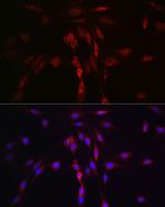 LLGL1 Antibody in Immunocytochemistry (ICC/IF)