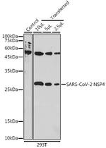 SARS-CoV-2 NSP4 Polyclonal Antibody