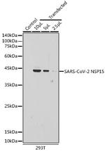 SARS-CoV-2 NSP15 Polyclonal Antibody