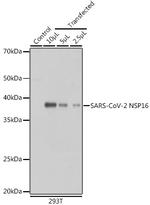 SARS-CoV-2 NSP16 Polyclonal Antibody