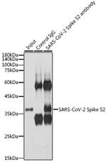 SARS-CoV-2 Spike Protein S2 Antibody in Immunoprecipitation (IP)