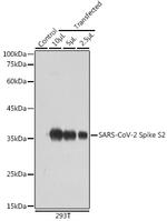 SARS-CoV-2 Spike Protein S2 Polyclonal Antibody