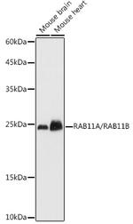 RAB11A/RAB11B Antibody in Western Blot (WB)