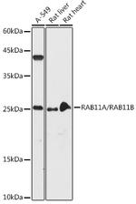 RAB11A/RAB11B Antibody in Western Blot (WB)