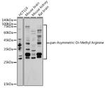 Asymmetric Di-Methyl Arginine Antibody in Western Blot (WB)