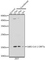 SARS-CoV-2 ORF7a Polyclonal Antibody