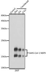 SARS-CoV-2 NSP9 Polyclonal Antibody