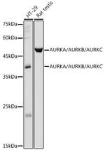 Aurora A/B/C Antibody in Western Blot (WB)