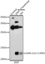 SARS-CoV-2 ORF6 Polyclonal Antibody