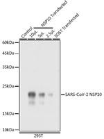 SARS-CoV-2 NSP10 Polyclonal Antibody