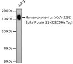 HCoV-229E Spike S1 Polyclonal Antibody