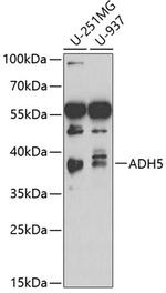 ADH5 Antibody in Western Blot (WB)