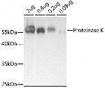 Proteinase K Polyclonal Antibody