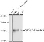SARS-CoV-2 Spike Protein S1/S2 Polyclonal Antibody