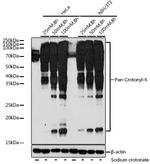 Crotonylated Lysine Antibody in Western Blot (WB)
