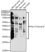 Crotonylated Lysine Antibody in Western Blot (WB)