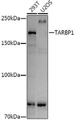 TRBP1 Polyclonal Antibody