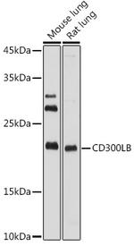 CD300b Polyclonal Antibody