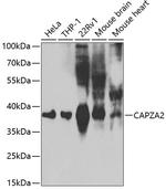 CAPZA2 Antibody in Western Blot (WB)