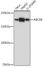 ABCA8 Polyclonal Antibody