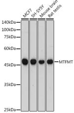 MTFMT Polyclonal Antibody